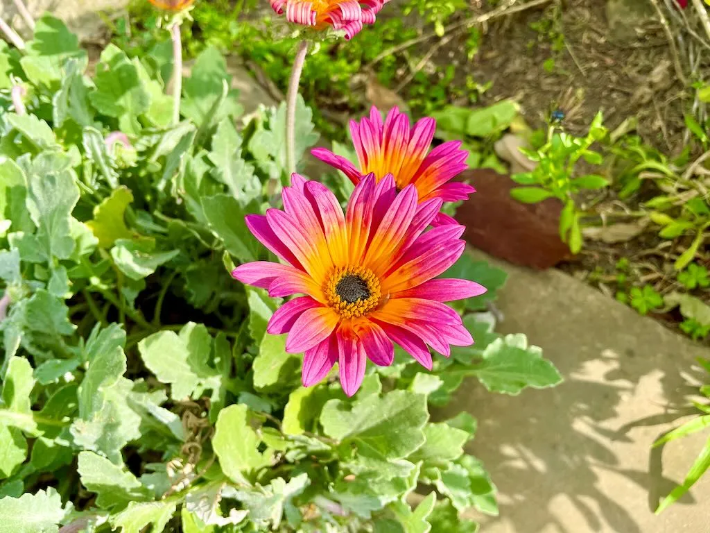 Arctotis 'Pink Sugar'