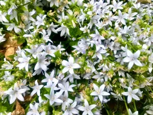Campanula portenschlagiana 'Ambella White'