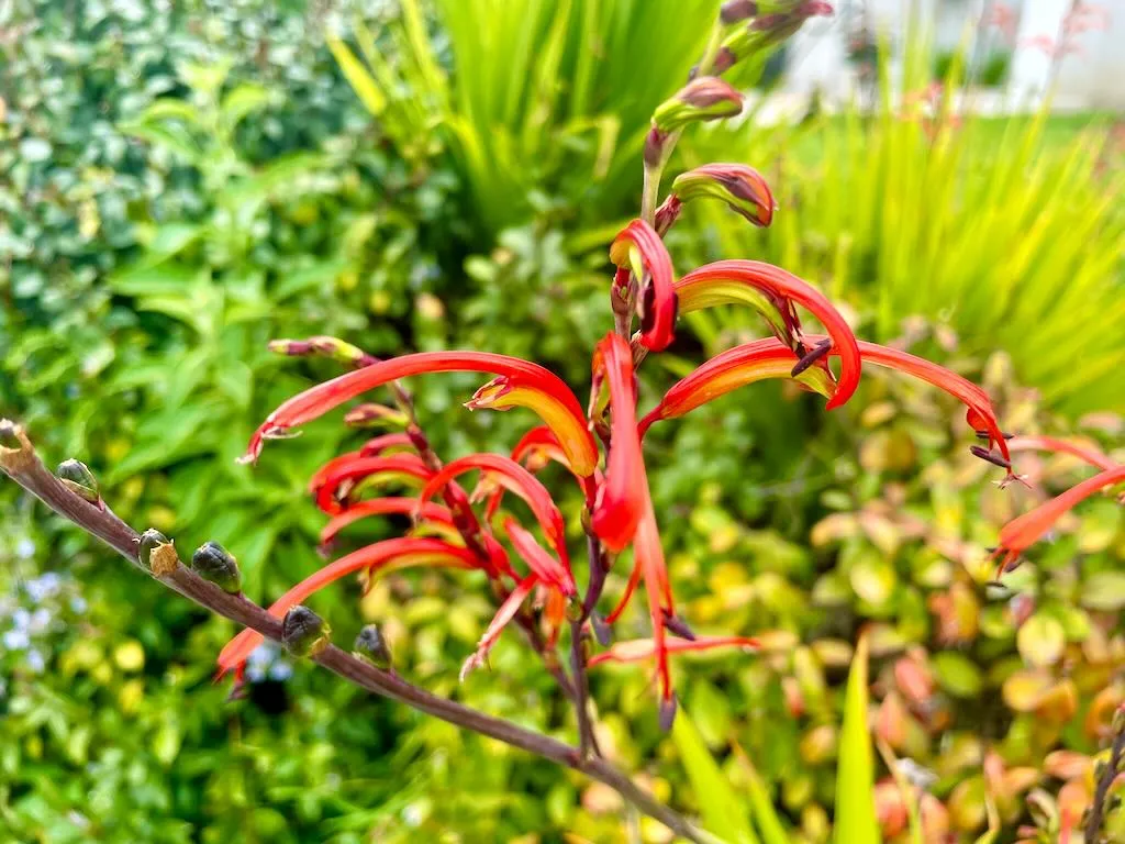 Chasmanthe floribunda