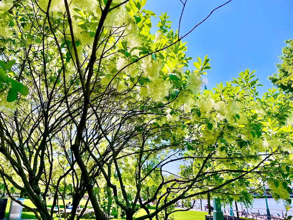 Chionanthus virginicus