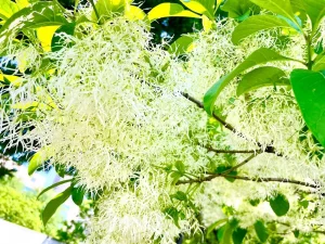 Chionanthus virginicus