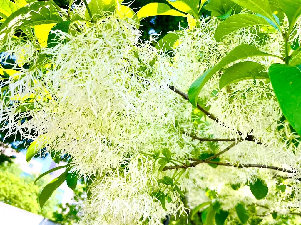 Chionanthus virginicus