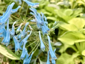 Corydalis flexuosa 'Porcelain Blue'