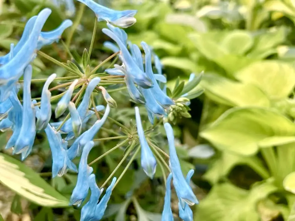 Corydalis flexuosa 'Porcelain Blue'