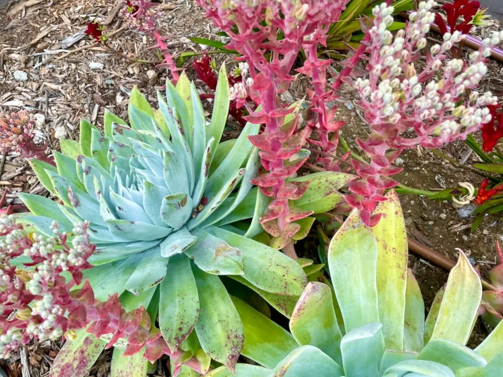 Dudleya pulverulenta-1_result - Online Flower Garden Dudleya pulverulenta
