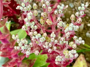 Dudleya pulverulenta