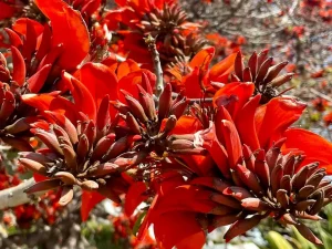 Erythrina caffra or Coast Coral Tree