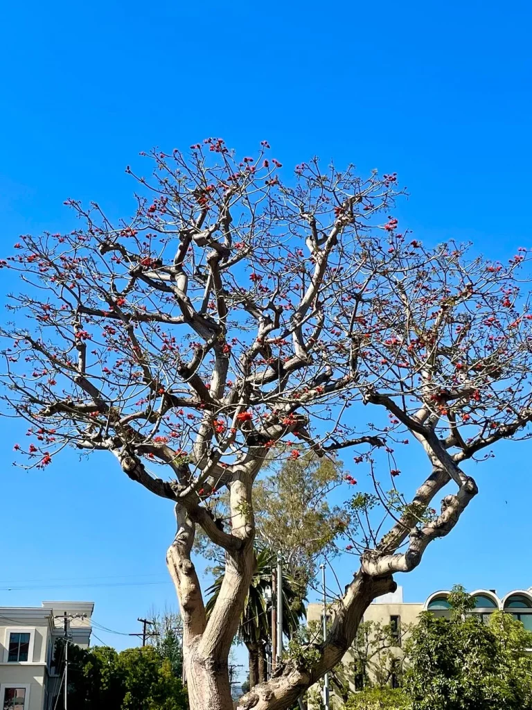 Erythrina caffra or Coast Coral Tree_result - Online Flower Garden Erythrina caffra or Coast Coral Tree