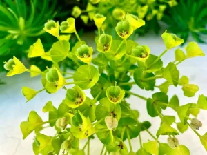 Euphorbia characias