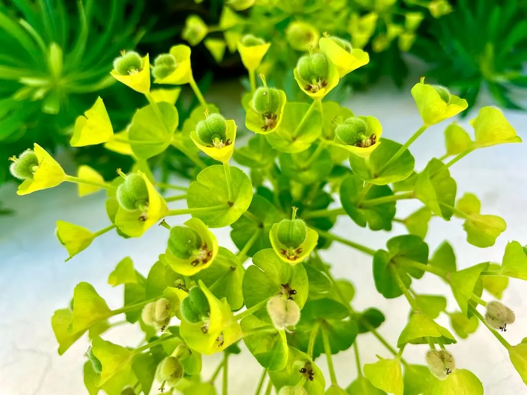 Euphorbia characias-1_result - Online Flower Garden Euphorbia characias