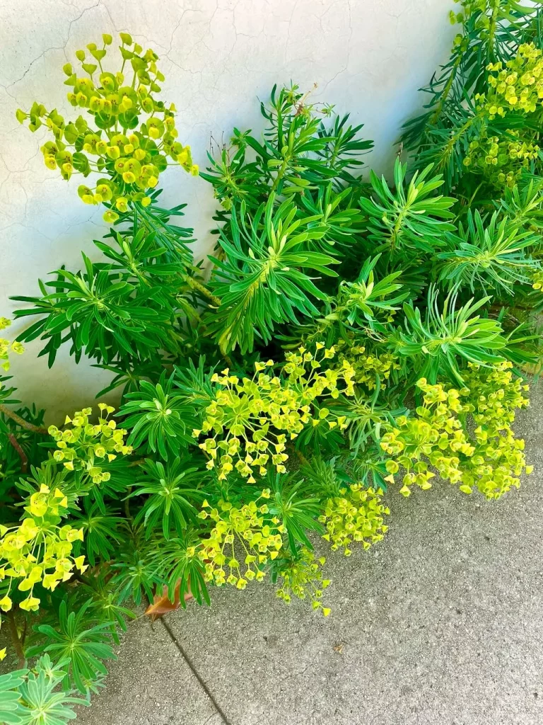 Euphorbia characias_result - Online Flower Garden Euphorbia characias