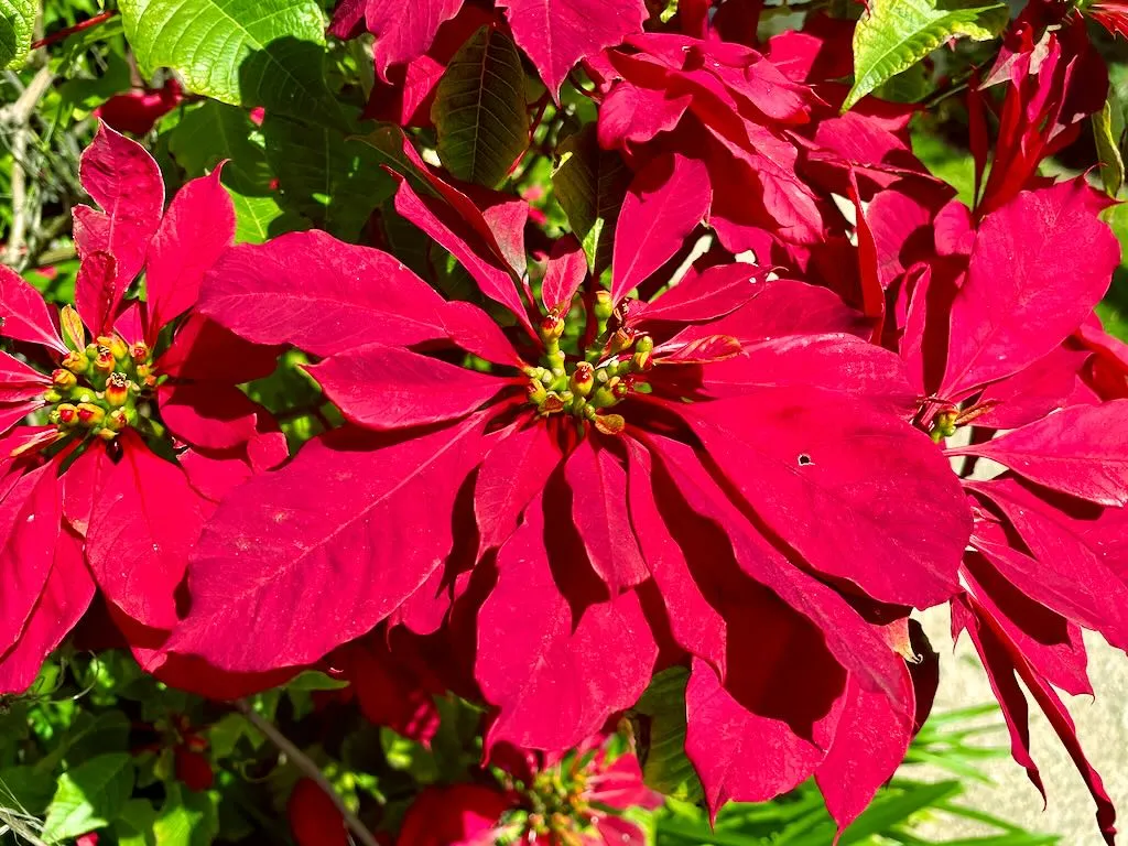 Euphorbia pulcherrima or Ponsettia
