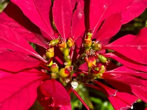Euphorbia pulcherrima or Ponsettia