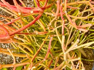 Euphorbia tirucalli