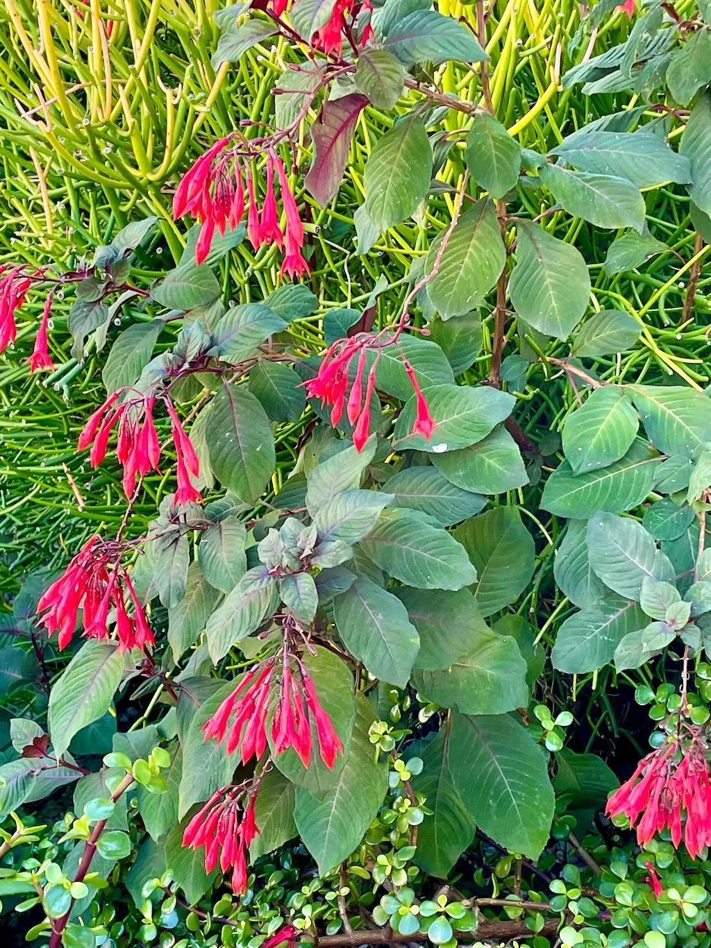 Fuchsia boliviana Carriere-1_result - Online Flower Garden Fuchsia boliviana Carrière
