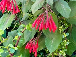 Fuchsia boliviana Carrière