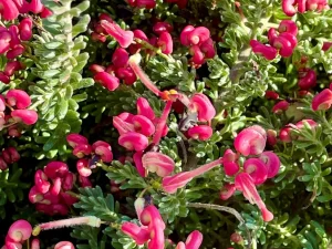 Grevillea lanigera 'Coastal Gem'