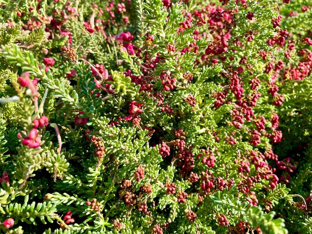 Grevillea lanigera Coastal Gem_result - Online Flower Garden Grevillea lanigera'Coastal Gem'