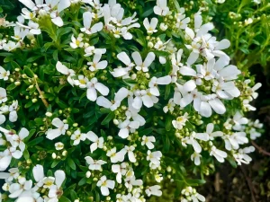 Iberis sempervirens