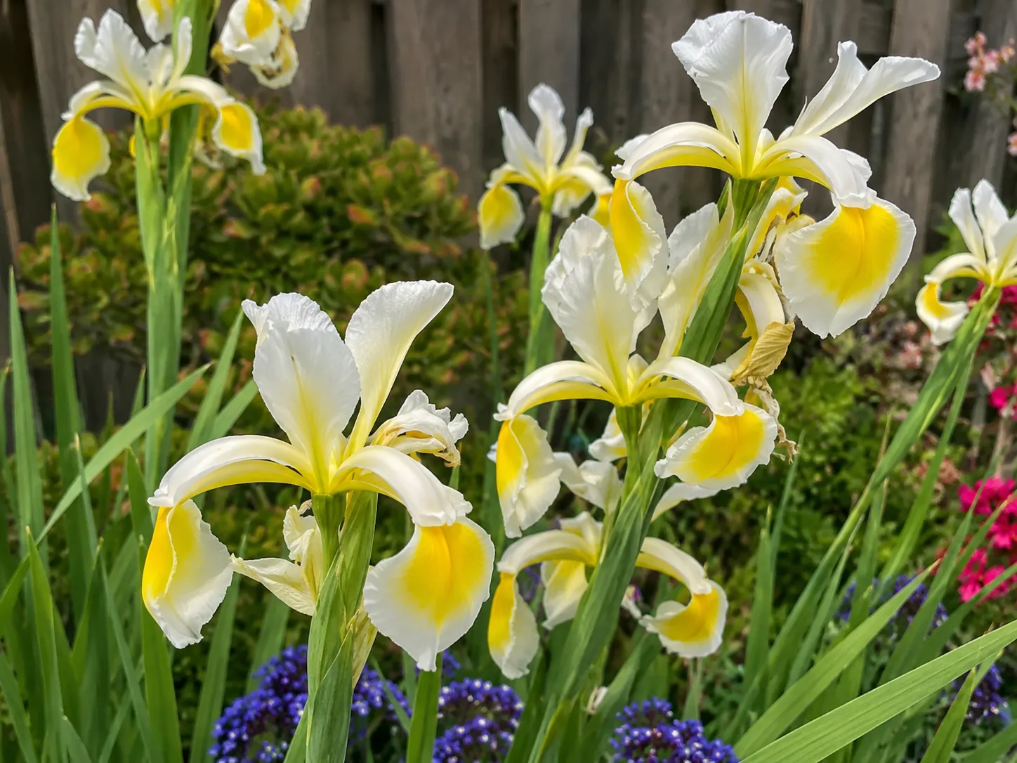 Iris orientalis'Ochroleuca'