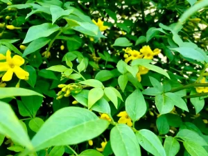 Jasminum nudiflorum