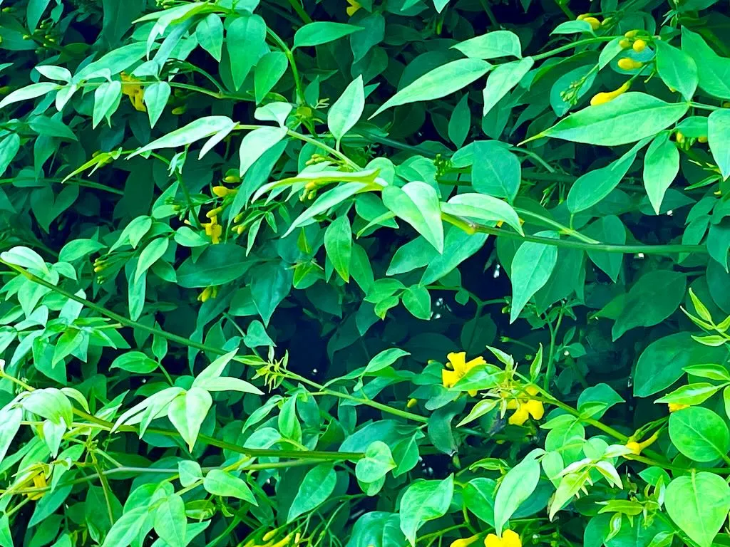 Jasminum nudiflorum