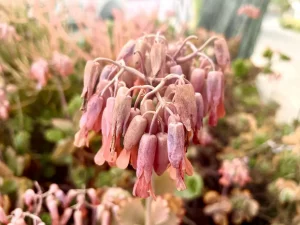 Kalanchoe fedtschenkoi