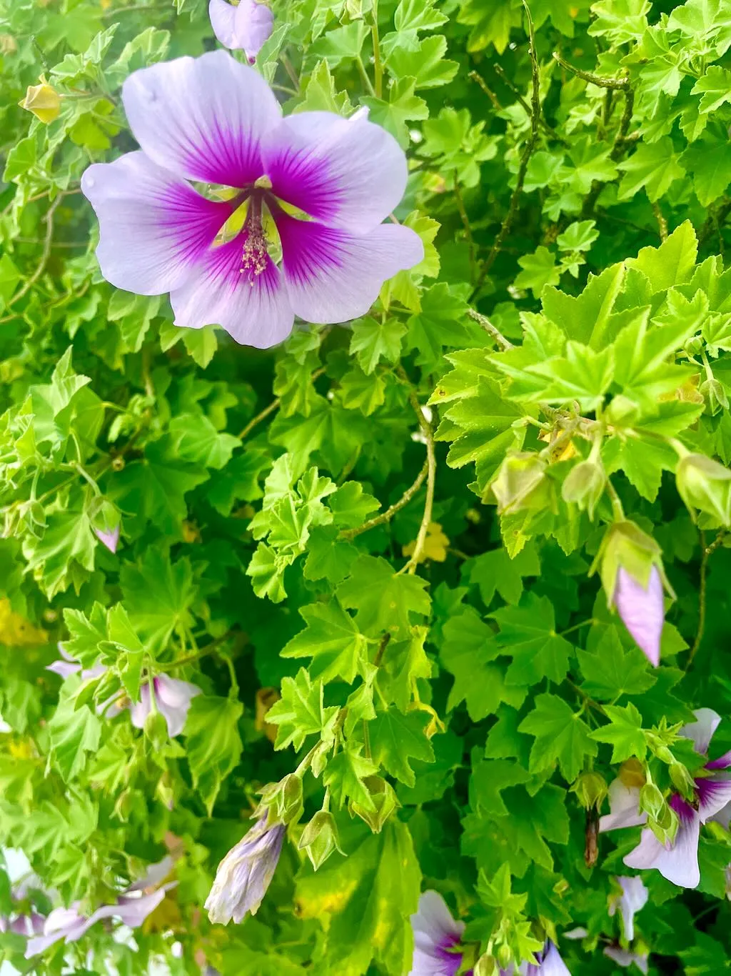 Lavatera maritima
