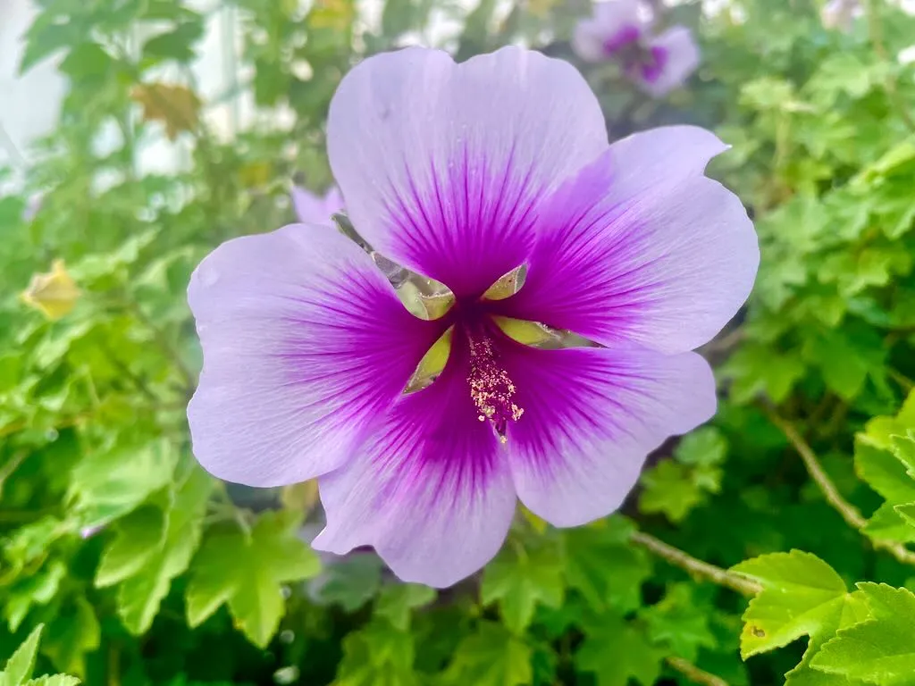 Lavatera maritima
