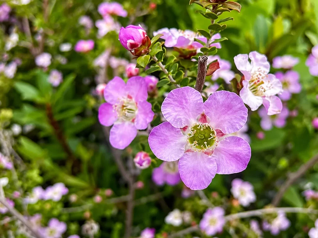 Leptospermum rotundifolium Mannings Choice-2_result - Online Flower Garden Leptospermum rotundifolium 'Mannings Choice'