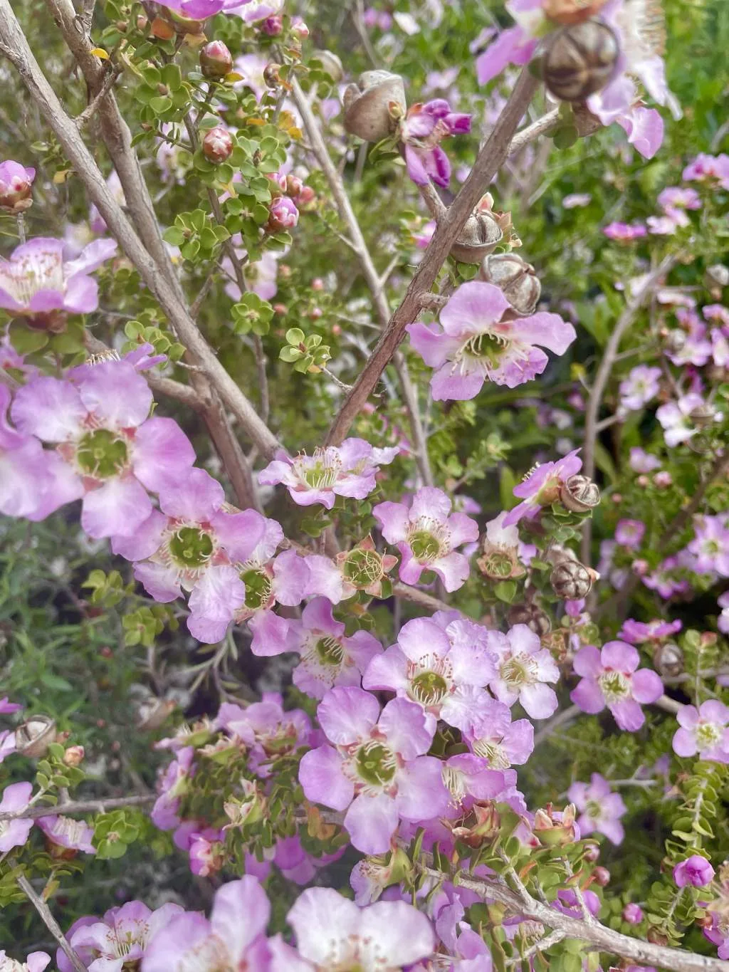 Leptospermum rotundifolium Mannings Choice - Online Flower Garden Leptospermum rotundifolium 'Mannings Choice'