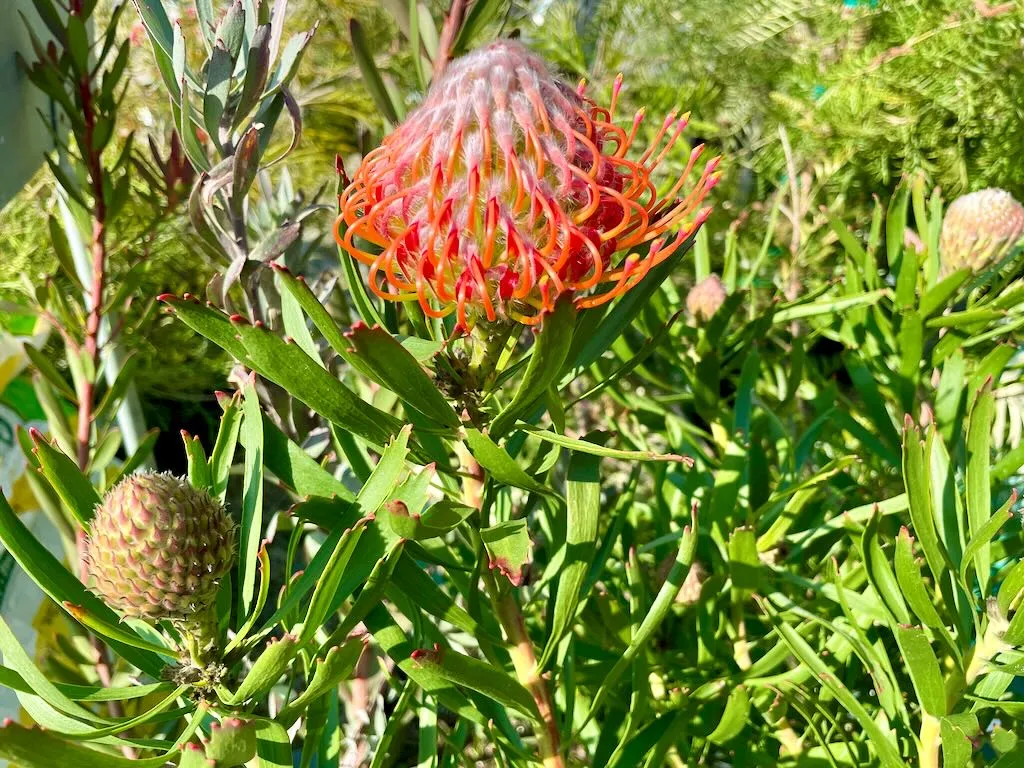 Leucospermum Tango-1_result - Online Flower Garden Leucospermum'Tango'