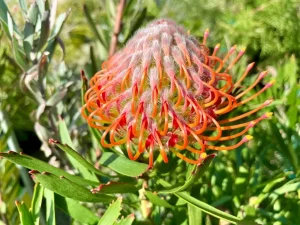 Leucospermum 'Tango'