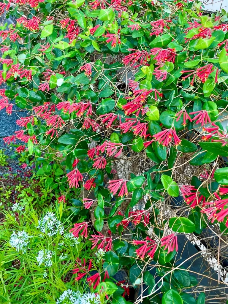 Lonicera sempervirens