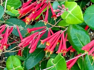 Lonicera sempervirens