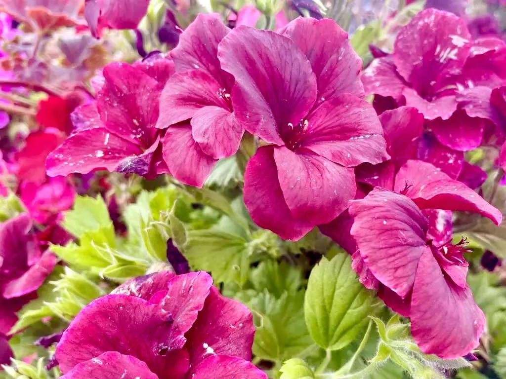 Martha Washington Geranium-Regal Elegance Burgundy - Online Flower Garden Martha Washington Geranium'Regal Elegance Burgundy'