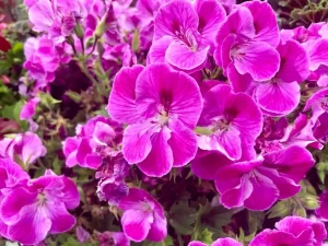 Martha Washington Geranium 'Regal Elegance Lilac Sachet'