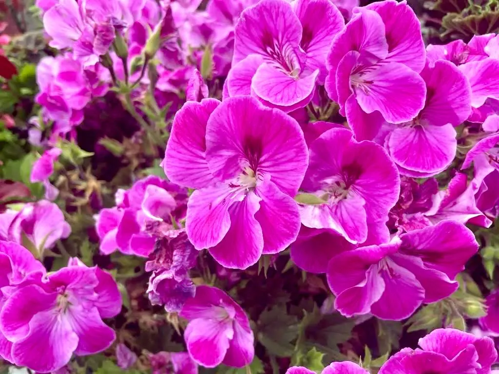 Martha Washington Geranium-Regal Elegance Lilac Sachet - Online Flower Garden Martha Washington Geranium'Regal Elegance Lilac Sachet'