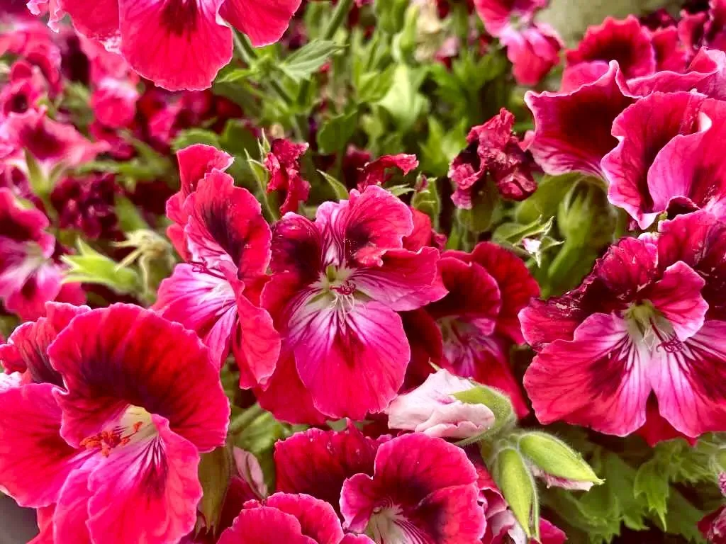 Martha Washington Geranium-Regal Red Velvet - Online Flower Garden Red flowers of Martha Washington Geranium'Regal Red Velvet'