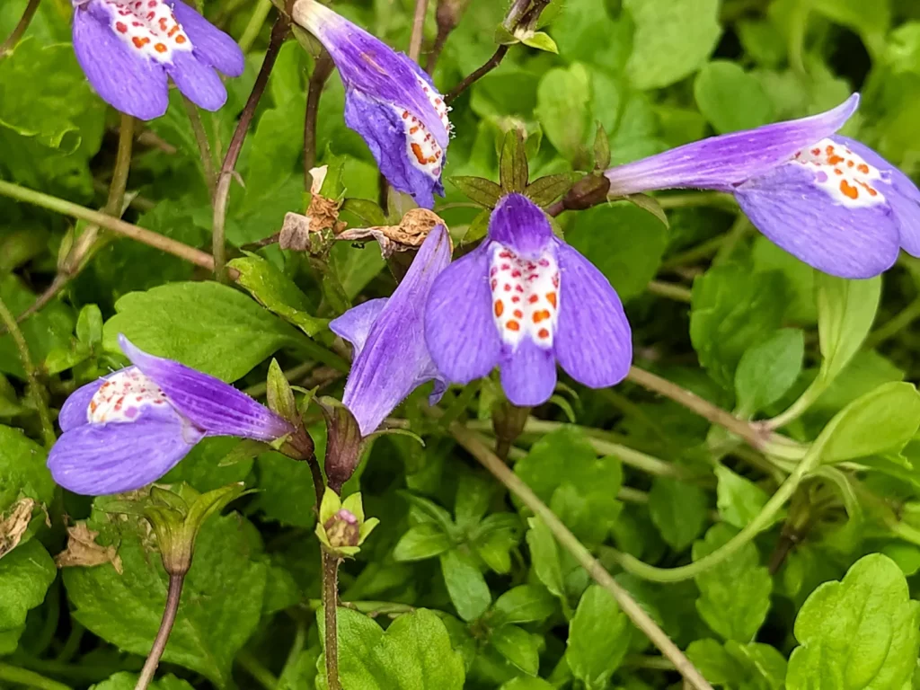 Mazus reptans