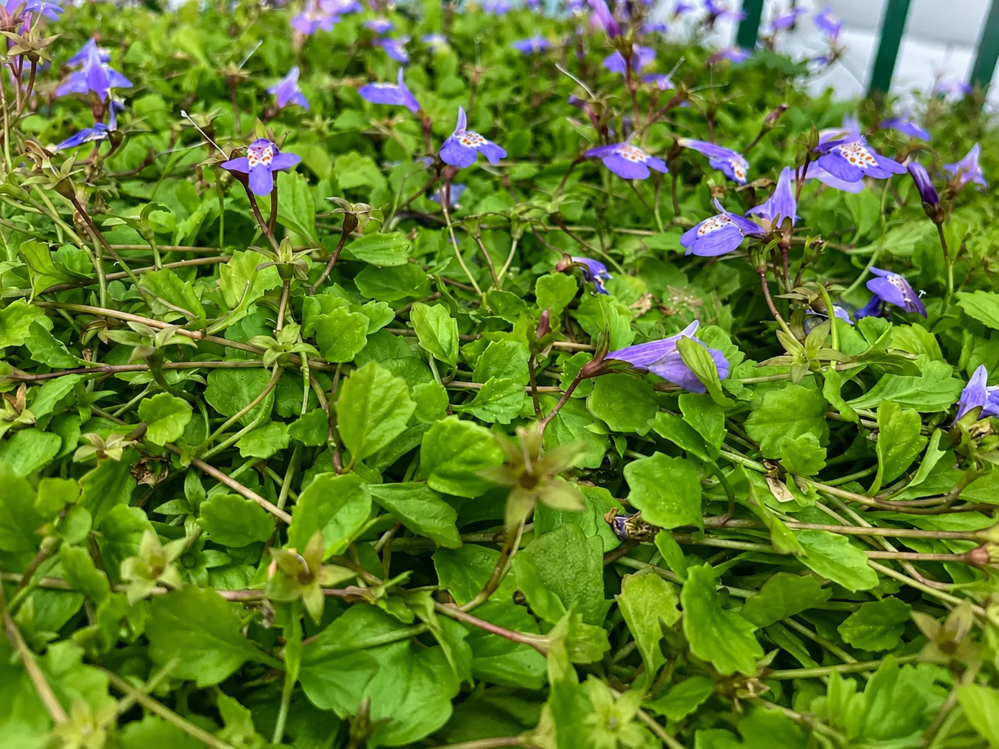 Mazus reptans
