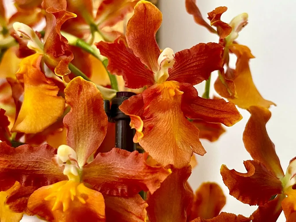 Oncidium catatante-1_result - Online Flower Garden Oncidium catatante