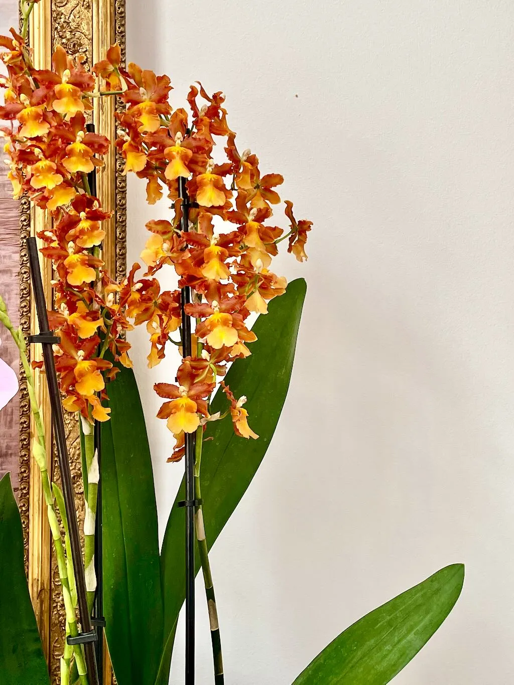 Oncidium catatante_result - Online Flower Garden Oncidium catatante