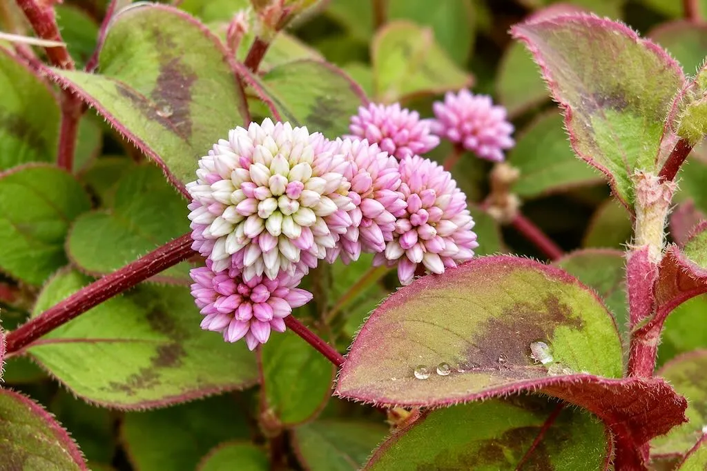 Polygonum capitatum