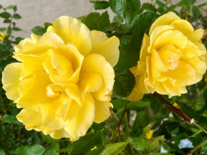 Rosa ‘Henry Fonda’