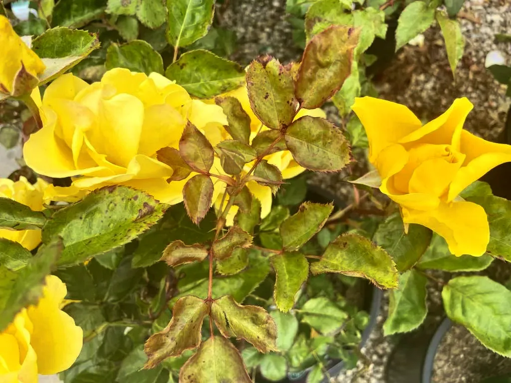 Rosa ‘Henry Fonda’