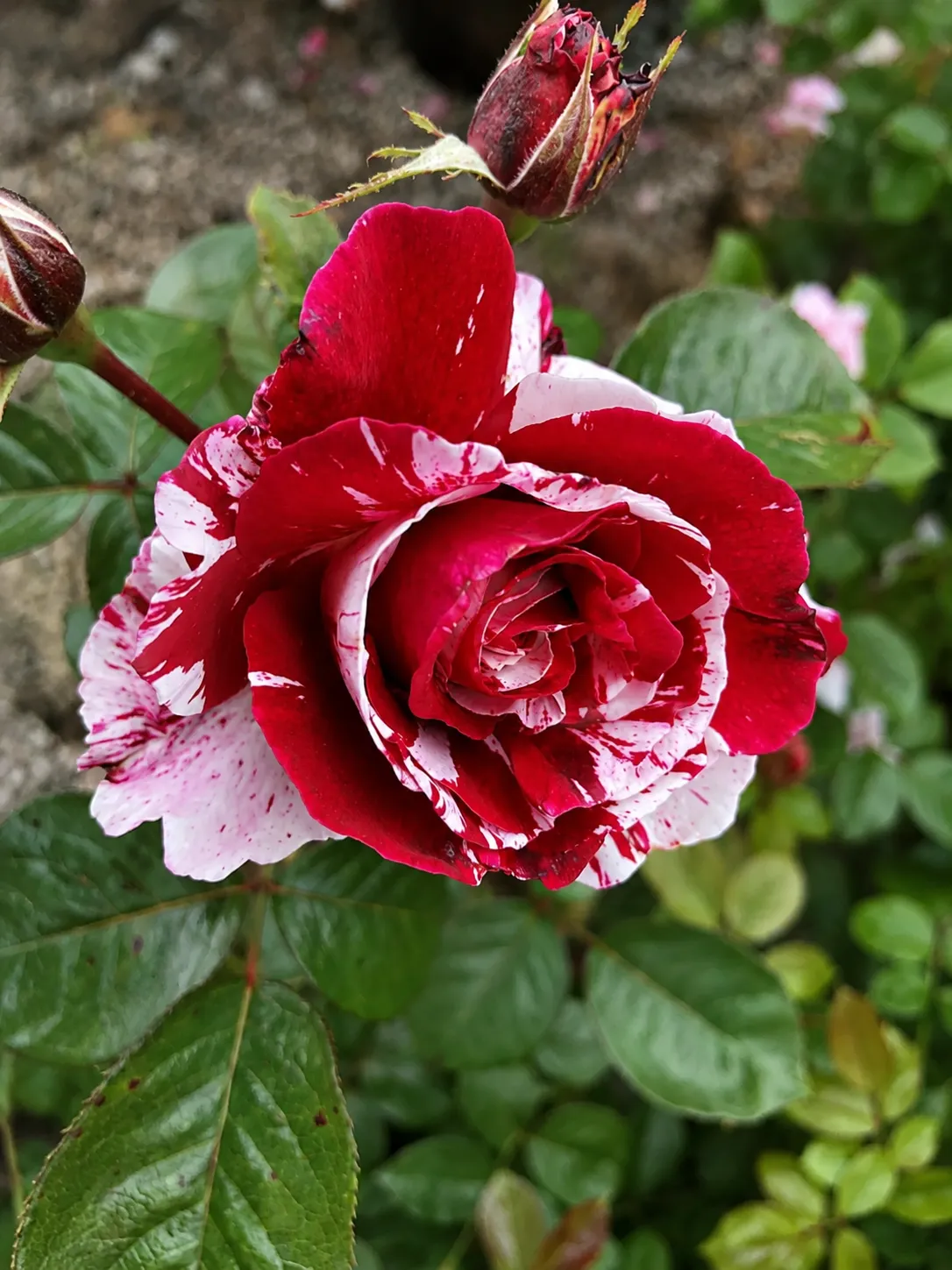 Rosa Scentimental™