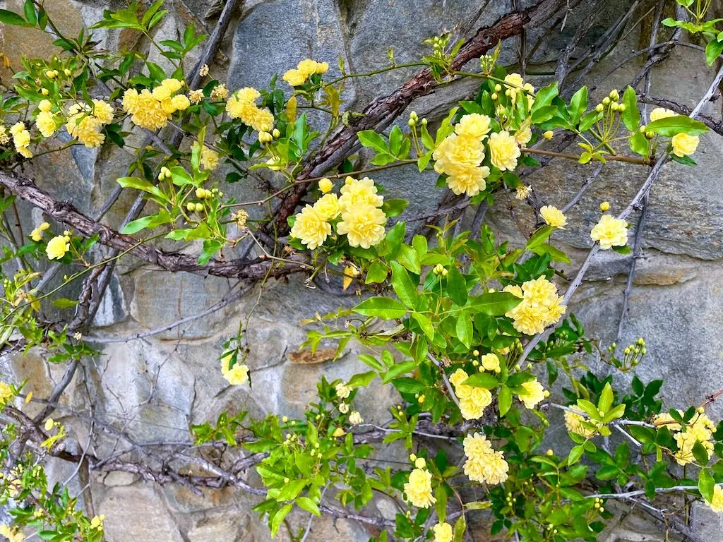 Rosa banksiae-1_result - Online Flower Garden Rosa banksiae