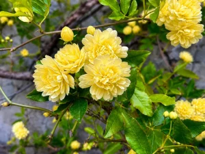 Rosa banksiae