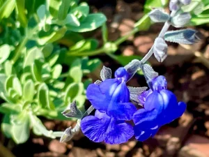 Salvia chamaedryoides